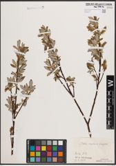 Foto von Salix caprea L. x Salix eleagnos Scop.
